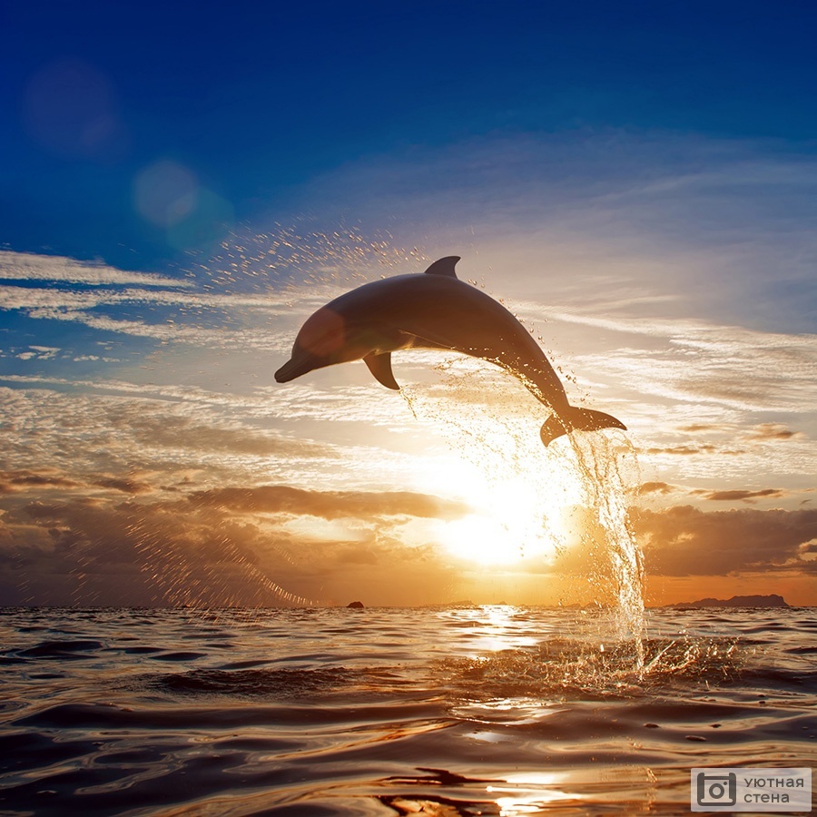 <p>Bali Dolphin Tour</p>